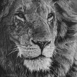 Wisdom by Samantha Greenhill available at Wingates Gallery Market Harborough