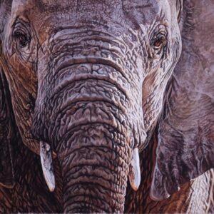 Ndovu by Samantha Greenhill